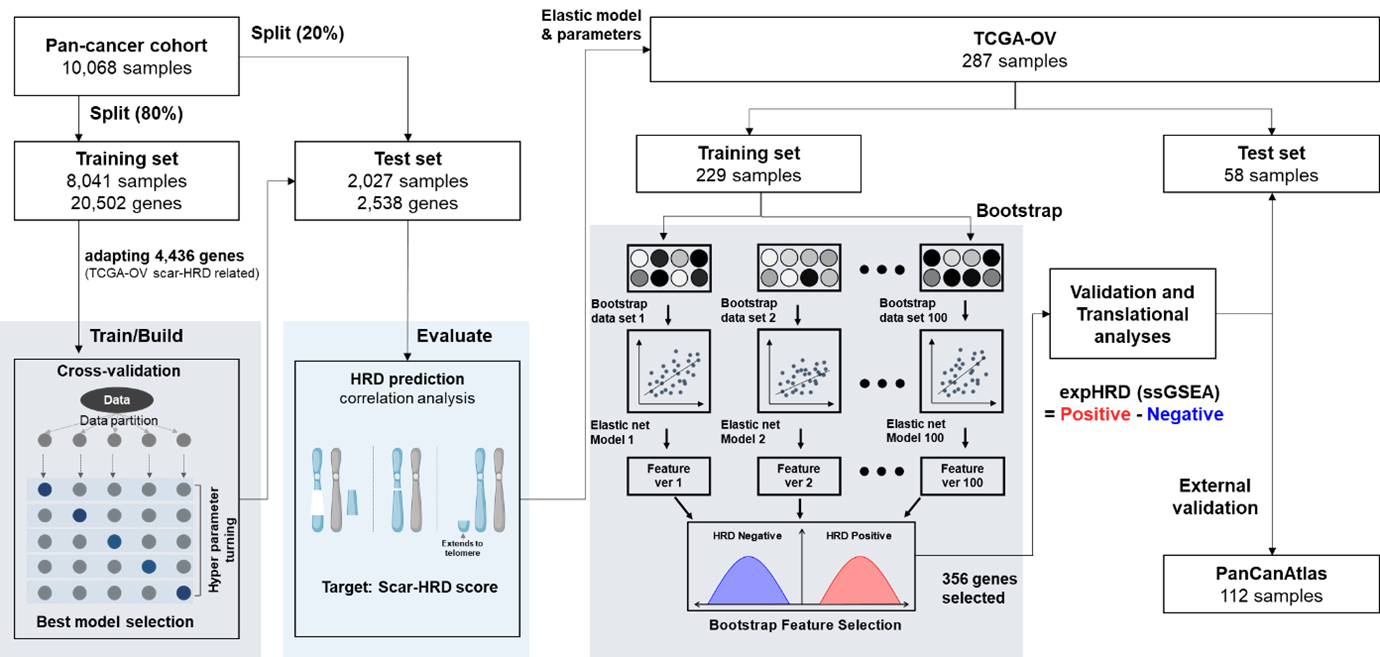 Figure 1. Schematic diagram of HRD prediction model establishment and validation